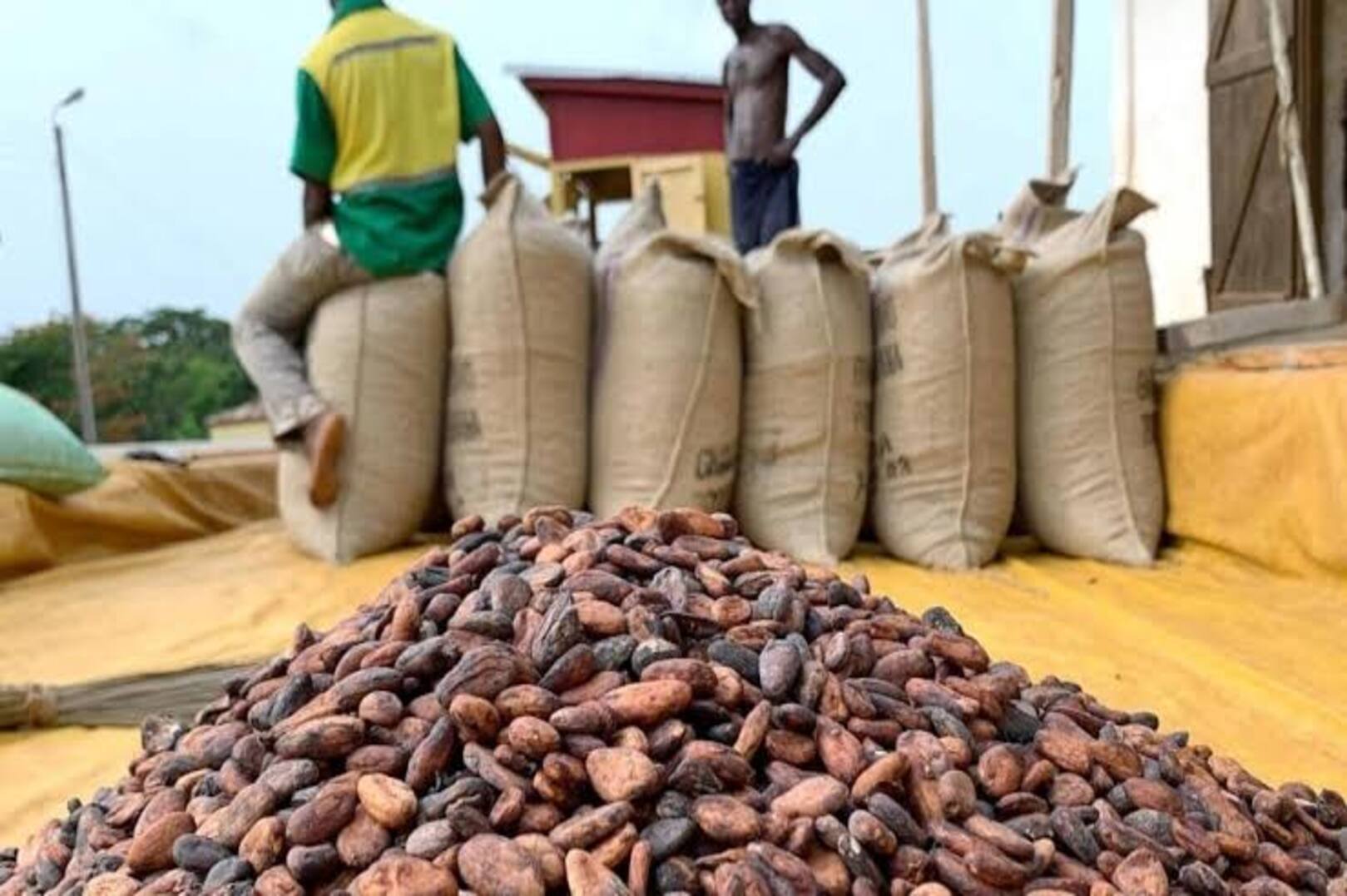 Ghana raises $288 million to finance cocoa purchases from farmers